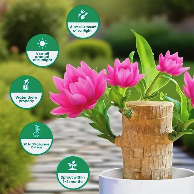 Lucky Wood Plant, Small Indoor Plant, Brazilian Wood Plants, About to Sprout, Office Desk Ornaments, Kitchen, Living Room, Home Decoration（Color Mixing）