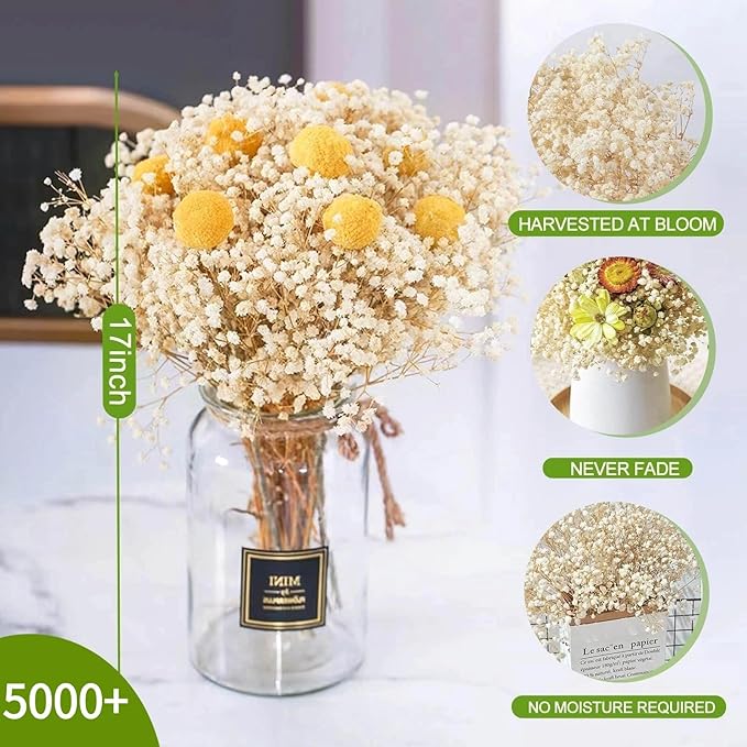 5000+ Dried Babys Breath Flowers Bulk - 17" Ivory White Dried Flower Bouquet, Real Natural Gypsophila Branches for Vase Filler, Wedding, Table Centerpiece, Home Decor, DIY Wreath Floral, Crafts