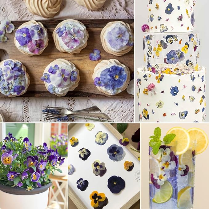 48 Pcs Real Natural Viola Pansy Dried Pressed Flowers - Delicate Multicolor Florals for Resin Jewelry, Candle Making, Frame Decor & DIY Crafts