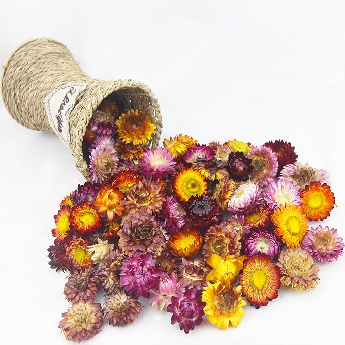 60 Pcs Natural Dried Daisy Flowers Heads Bulk Gerbera Daisies Multicolor Real Sunflowers Chrysanthemum Dry Flower Arrangements for Wedding Decor Home Party Decoration Headband DIY Craft