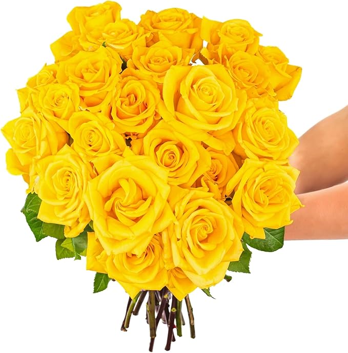 BloomsyBox - Yellow Roses,24 Long Stems, Long Lasting, Hand-Tied in Eco-friendly, Vase Not Included, Fresh Flowers for Delivery – Gift for Birthday, Anniversary, Get Well, Congratulations, Wedding