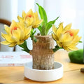Lucky Wood Plant, Small Indoor Plant, Brazilian Wood Plants, About to Sprout, Office Desk Ornaments, Kitchen, Living Room, Home Decoration Yellow