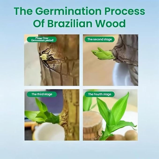 Lucky Wood Plant, Small Indoor Plant, Brazilian Wood Plants, About to Sprout, Office Desk Ornaments, Kitchen, Living Room, Home Decoration（Color Mixing）