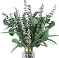 Eucalyptus Stems Mixed Dried Eucalyptus Bundle 15PCS Natural Eucalyptus Stems Greenery Plant for Wedding Bouquet Shower Hanging Home Spring Decoration