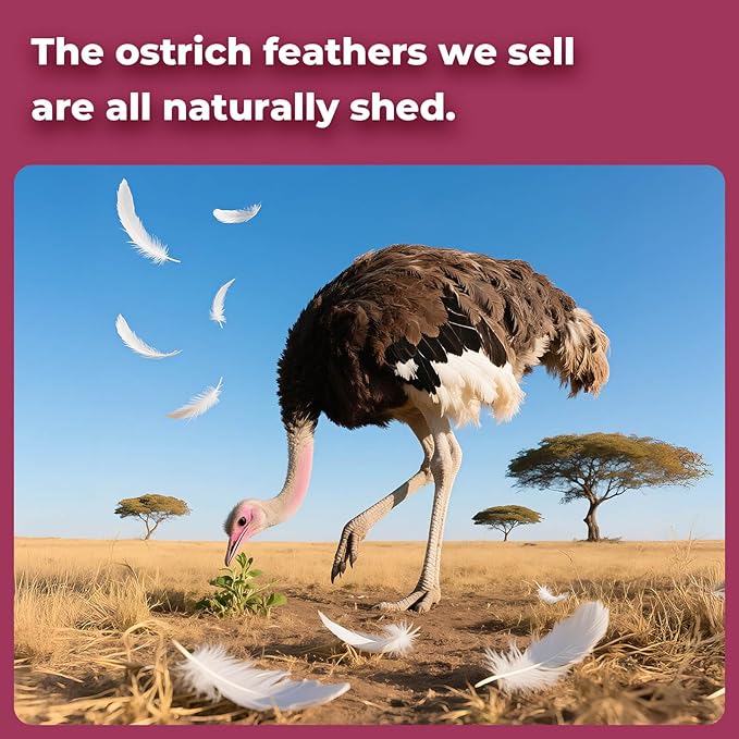 Piokio 20 pcs Claret Ostrich Feathers 12-14 inch(30-35 cm) Bulk for Wedding Party Centerpieces,Gatsby Decorations and DIY Clothes Decoration