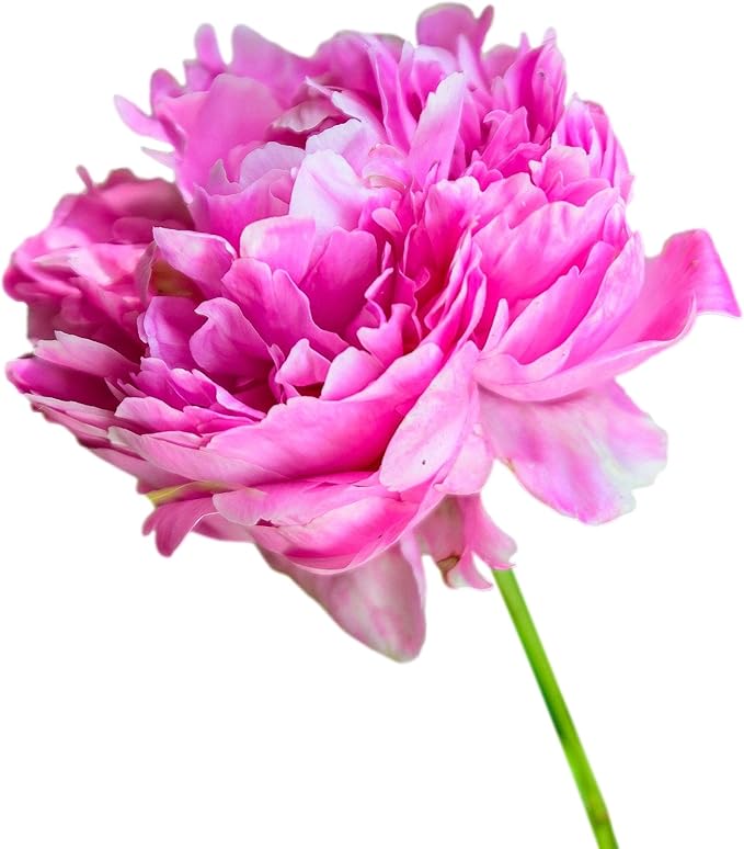Easy to Grow Peony Edulis Superba - 1 Field Grown Root Division, Fragrant Flowers in Spring