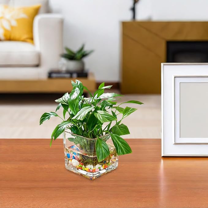 SMASOLO Clear Hydroponic Glass Cube Vase Thickened Square Flower Planter Decorative Hydroponic Flower Container for Home Office Table Centerpiece