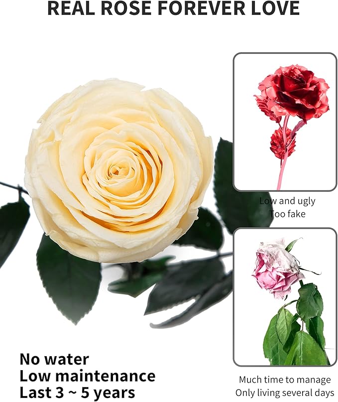 Champagne Flowers for Delivery Prime, Preserved Champagne Roses Flower Gifts for Women, Real Roses Single Rose Gifts for Her, Mom Birthday Gifts from Daughter, Valentines Flowers