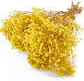 Preserved Baby's Breath, 100% Natrual Gypsophila Long Lasting Flowers for Vase Arrangements Home Decoration Photo Props Parties and Weddings, DIY Décor-Yellow