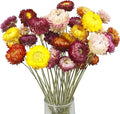 20 Pcs Natural Dried Daisy Flowers Bouquet Dried Flower Multicolor Daisies Dried Sunflowers Chrysanthemum Dry Flower with Stem for Wedding Farmhouse Table Vase Decor Home DIY Floral Arrangement
