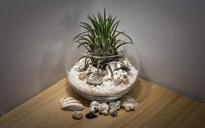 WGV Large Bowl Glass Vase, Diameter 16", Height 14", (Multiple Sizes Choices) Clear Huge Round Bubble Vase Jar, Floral Planter Terrarium for Wedding Event Home Decor, 1 Piece (VBW1614)