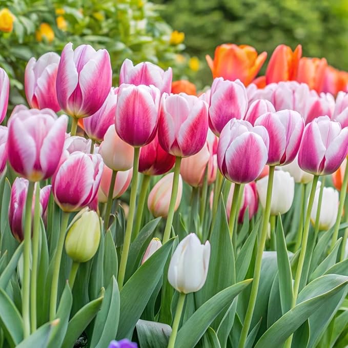 Sggvecsy 30 Pcs Fake Tulips Artificial Flowers Real Touch PU Faux Flowers Tulip Stems for Wedding Spring Bouquet Floral Arrangement Home Party Office Decorations for Mother's Day (Rose Pink)