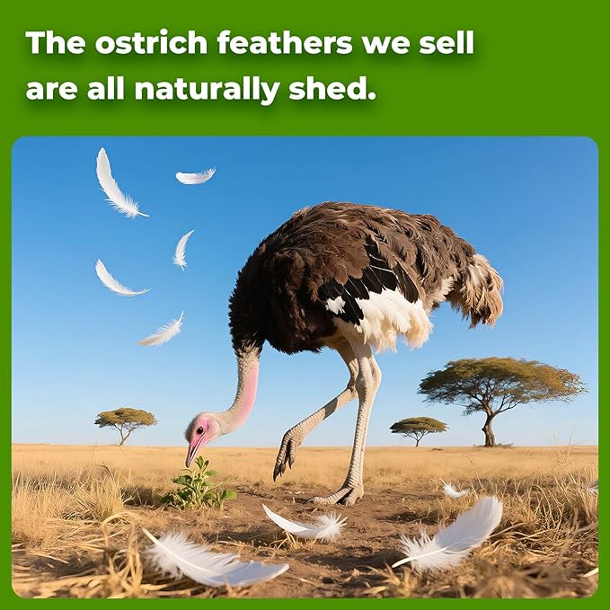 Piokio 10 pcs Natural Black Ostrich Feathers 14-16 inch(35-40 cm) Bulk for DIY Halloween Decorations, Wedding Party Centerpieces, Gatsby Decorations
