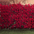 AOFOTO 10x10ft Romantic Roses Backdrop Wedding Photography Background Garden Flowers Lovers Couple Girlfriend Bride Portrait Valentine's Day Photo Shoot Studio Props Seamless Wallpaper