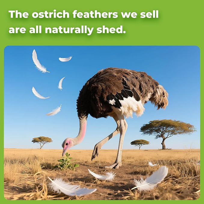 Piokio 10 pcs White Ostrich Feathers 14-16 inch(35-40 cm) Bulk for Wedding Party Centerpieces, Gatsby Decorations