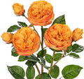 Real Touch Artificial Roses (Set of 3) – 23.6" Long Stem Orange Garden Roses – Lifelike Faux Silk Flowers for Wedding Bouquets, Home Décor, Centerpieces & Floral Arrangements