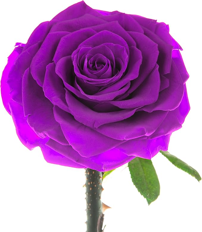 Forever Preserved Rose - Eternal Rose in Glass Dome - Beauty and The Beast Rose for Mom - Fresh Flowers for Delivery Prime (Purple, 9 Inch)