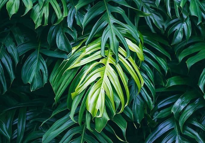 Green Banana Leaves Wallpaper Mural Tropical Jungle Botanical Monsteras Wallpaper for Living Room Bedroom(Not Self-Adhesive)