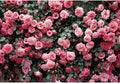 10x6.5ft Pink Rose Flower Photo Background Wedding Bridal Newborn Shower Birthday Party Photography Backdrops Banner Decor Anniversary Ceremony Couple Studio Props