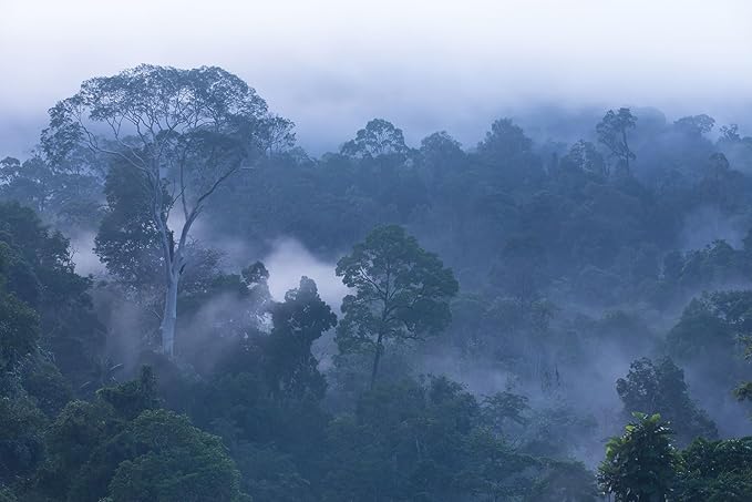 Misty Forest Morning Landscape View, Forest Wallpaper Mural for Living Room, Bedroom, Dining Room Background Wall（Non-self-Adhesive）