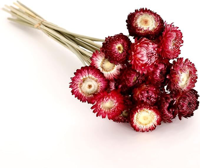 Dried Flower 40PCS Daisy Bouquet 100% Natural Chrysanthemum Dry Flower with Stem for Vase Home décor Party DIY Arrangement Wheat Straw Bulk (Burgundy)