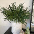 12 Pcs Christmas Norfolk Pine Branches Real Touch Norfolk Pine Stems Picks Faux Greenery Holiday Evergreen Stems for Vase DIY Crafts Garland Wreath Home Decor - 18" Long