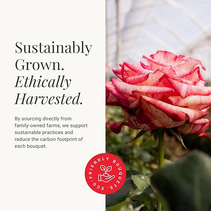 BloomsyBox - Bicolor Roses - 24 Long Stems, Long Lasting, Hand-Tied in Eco-friendly, Vase Not Included, Fresh Flowers for Delivery – Gift for Birthday, Anniversary, Get Well, Congratulations, Wedding