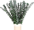 Real Dried Eucalyptus Stems, 20PCS Preserved Eucalyptus Plant 17inch Fresh Eucalyptus Greenery Plant for Vase Home Shower Wedding Festival Home Decoration