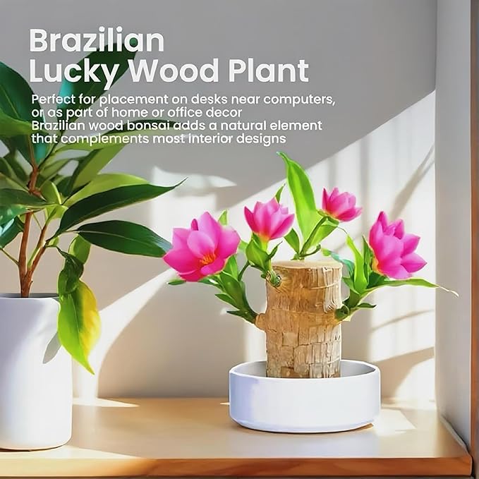 Lucky Wood Plant, Small Indoor Plant, Brazilian Wood Plants, About to Sprout, Office Desk Ornaments, Kitchen, Living Room (Pink)