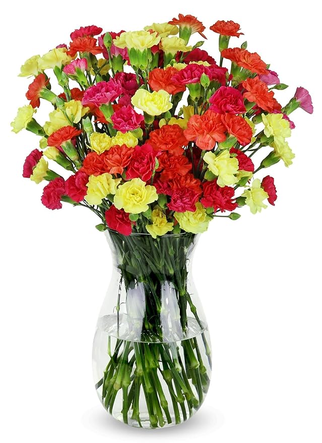 Benchmark Bouquets - 20 Stem Bright Mini Carnations (Glass Vase Included) - Fresh Flowers for Delivery - Gift for Graduation, Birthday, Anniversary, Sympathy, Get Well, Congratulations