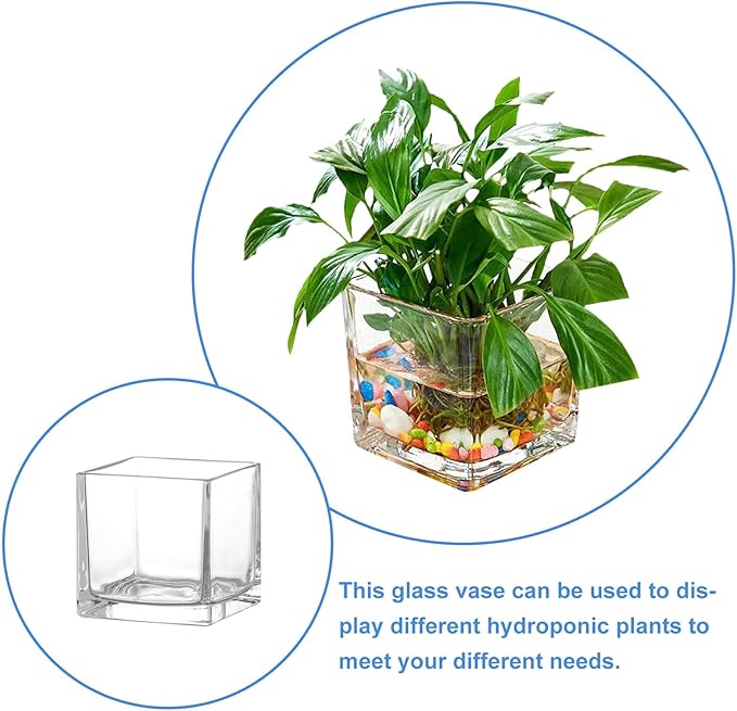 SMASOLO Clear Hydroponic Glass Cube Vase Thickened Square Flower Planter Decorative Hydroponic Flower Container for Home Office Table Centerpiece