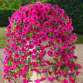 4PCS Artificial Hanging Flowers for Outdoor Decor UV Resistant Fake Morning Glory Realistic Silk Spring Summer Hanging Plants for Porch Patio Balcony Yard (Fuchsia)