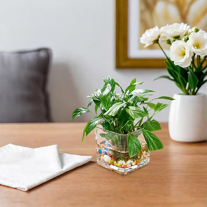 Healifty Clear Square Glass Vase Thick Transparent Cube Hydroponic Planter Modern Decorative Flower Container for Home Table Centerpiece