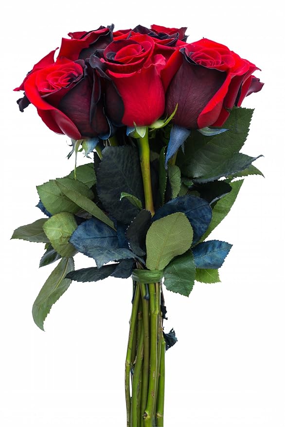 24 Stems - Fresh Cut Black and Red Roses from Flower Explosion