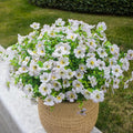 White Artificial Outdoor Flowers 12 Bundles Daisy Elegant All-Weather Spring Summer Decoration Realistic Look for Outdoor Front Porch Events and Landscaping (White Daisy)