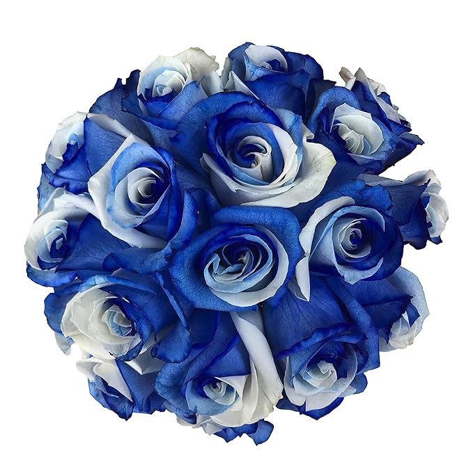 Fresh Cut Tinted Blue and White Roses from Flower Explosion - 36 Stems