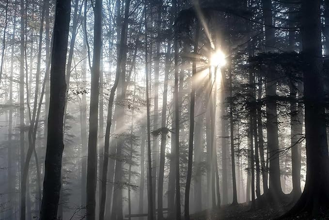 Misty Forest Mysterious Sunrise Mural, Forest Wallpaper Decorative Painting for Living Room, Bedroom, Dining Room Decoration（Non-self-Adhesive）