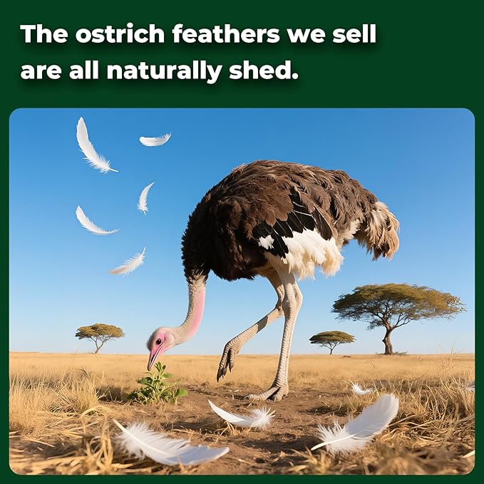 Piokio 20pcs Natural Green Ostrich Feathers 10-12 inch (25-30cm) Bulk Feathers for Home Decoration and DIY Clothing and St. Patrick Decoration, Gatsby Decorations