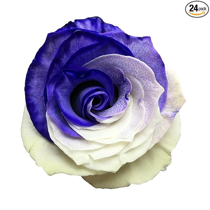 Fresh Cut Tinted Purple and White Roses from Flower Explosion -24 Stems