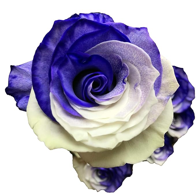 Fresh Cut Tinted Purple and White Roses from Flower Explosion -24 Stems