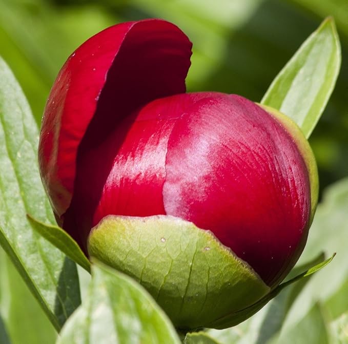 Easy to Grow Peony 'Benjamin Franklin' Plant Division (1 Pack) - Fragrant Red Flowering Blooms in Spring Gardens