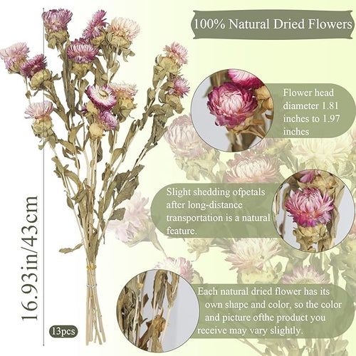 13 Pcs Dried Daisy Flower Bouquet Natural Dried Gerber Daisies Flowers Bundles Real Dried Flowers Mums Chrysanthemum Floral Arrangements for Wedding Party Table Centerpiece Decor Farmhouse