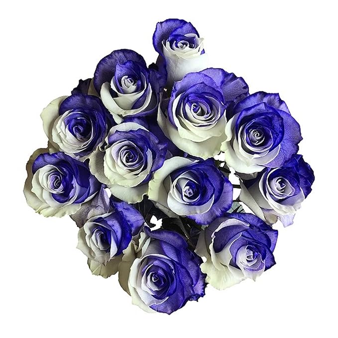 Fresh Cut Tinted Purple and White Roses from Flower Explosion -36 Stems
