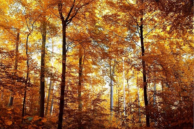 Beautiful Fall Colors in The Forest Wallpaper, Bedroom, Living Room, Bathroom Background Wall Decor Forest Yellow Leaves Mural（Non-self-Adhesive）