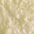 1500 PCS Separated Artificial Ivory Rose Petals,Ivory Silk Petals for Romantic Night for him for her Set, Faux Flower Girl Petals for Weddings Valentine Day Party Romantic Decoration