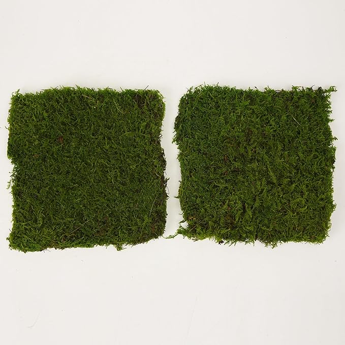 Preserved Sheet Moss Natural Green Decorative Real Natural Green DIY Kit Gardenning Art Wall Decor Florist Decor Easter Table Decor Wedding 2 sq.ft.Green-B