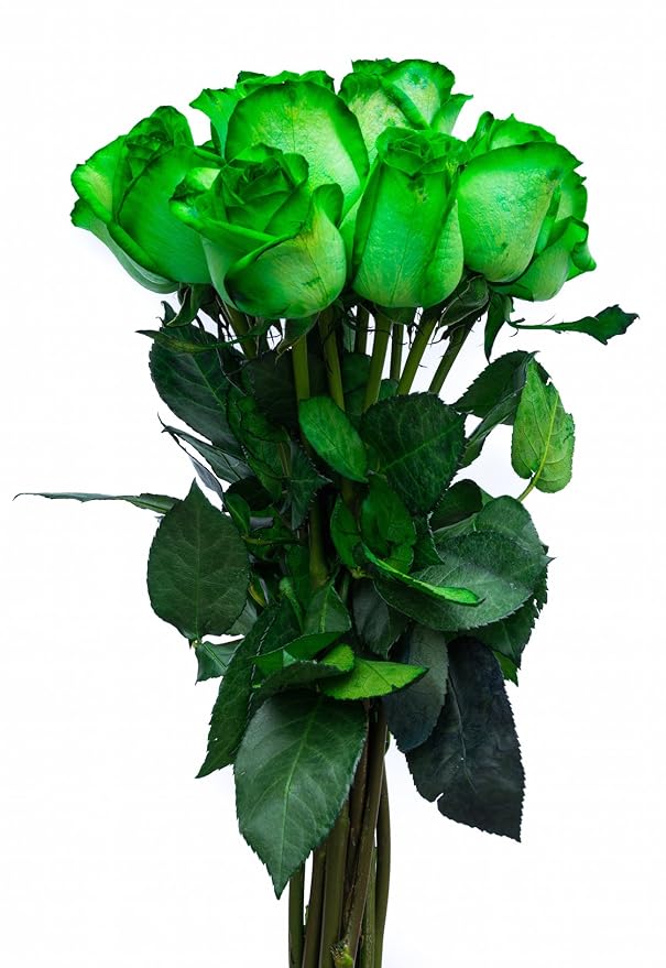 36 Stems - Fresh Cut Tinted Green Roses from Flower Explosion