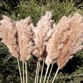 20 Pcs 27 Inch Tall Fluffy Pampas Grass XL Size Brown Dry Pompous Grass Decor Wedding Flower Boho Decor Natural Pompas Flower Bouquet (Brown, 27 inch)