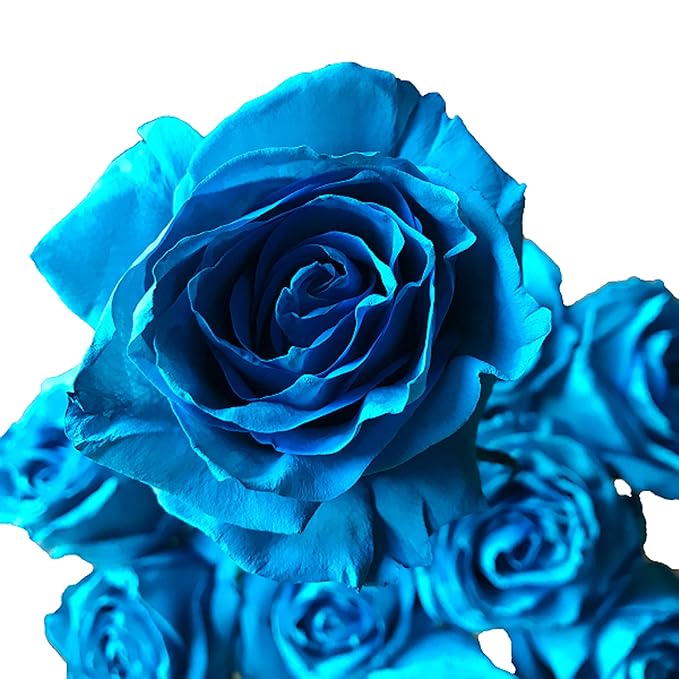 Fresh Cut Tinted Turquoise Roses from Flower Explosion - 12 Stems