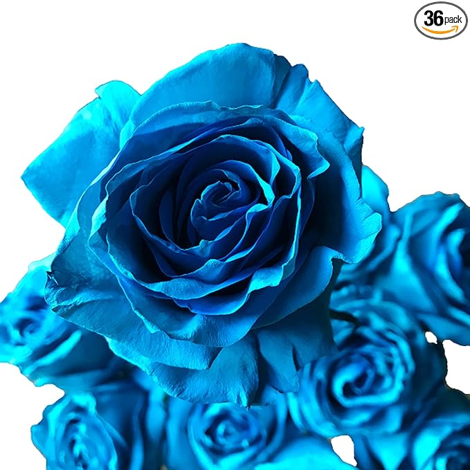 Fresh Cut Tinted Turquoise Roses from Flower Explosion - 36 Stems